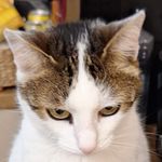 Judy_tesla
