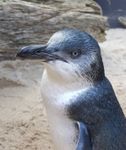 little-blue-penguin.jpg