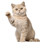 random_1.png