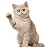 random_1.png