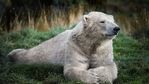 Profil (IceBear)