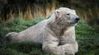 bear-animals-ice-bear-mammal-wallpaper-preview-3648872368.jpg