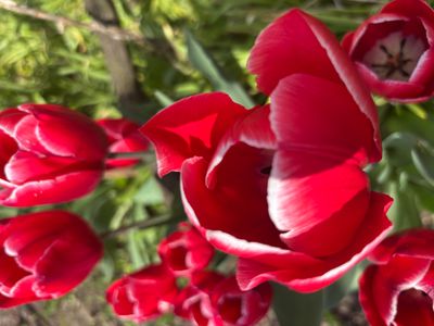 IMG_3408.jpeg