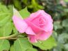 Trandaf roz.jpg
