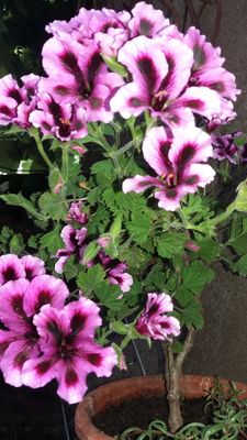 O floare pentru tine Daniela, din colectia mamei mele!