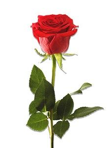 Flower.jpg