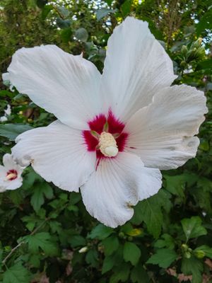 IMG_20240814_081318.jpg