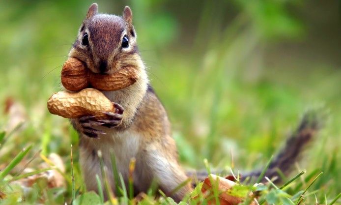 squirrel-nuts.jpg