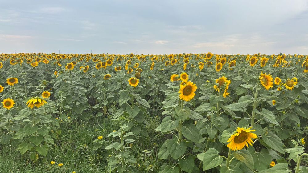 C&acirc;mp cu Floarea Soarelui