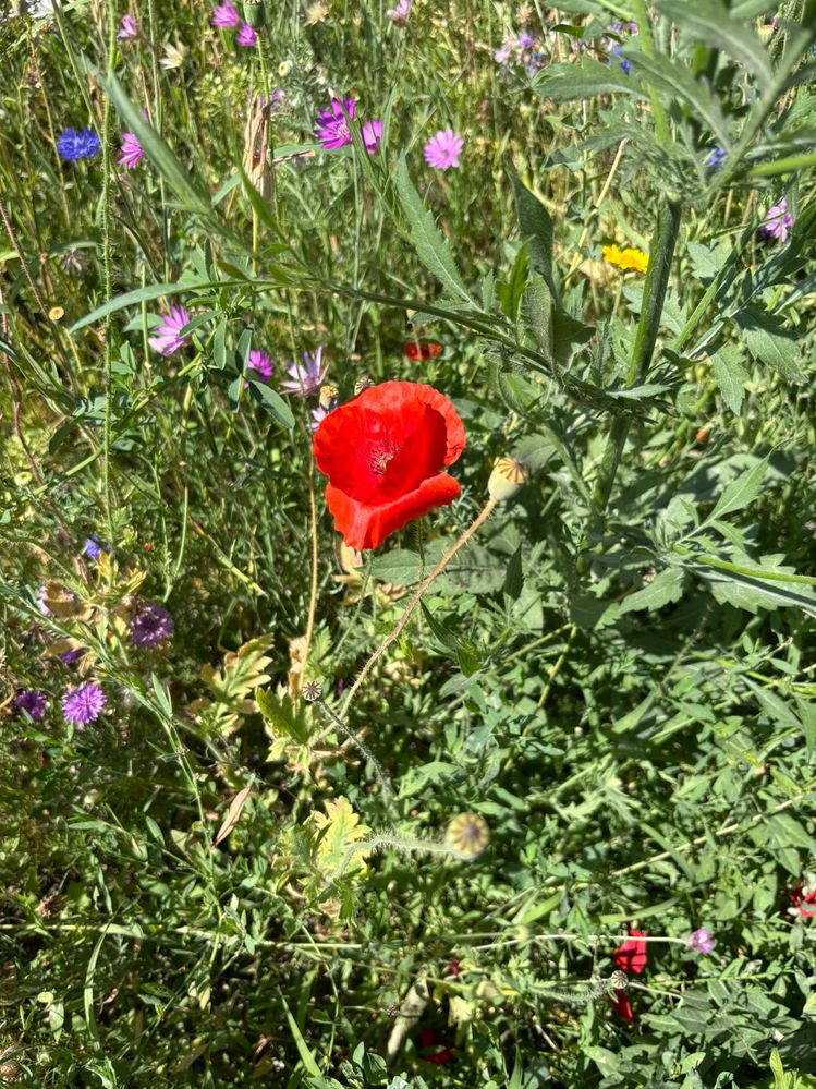 Parcul Liniei